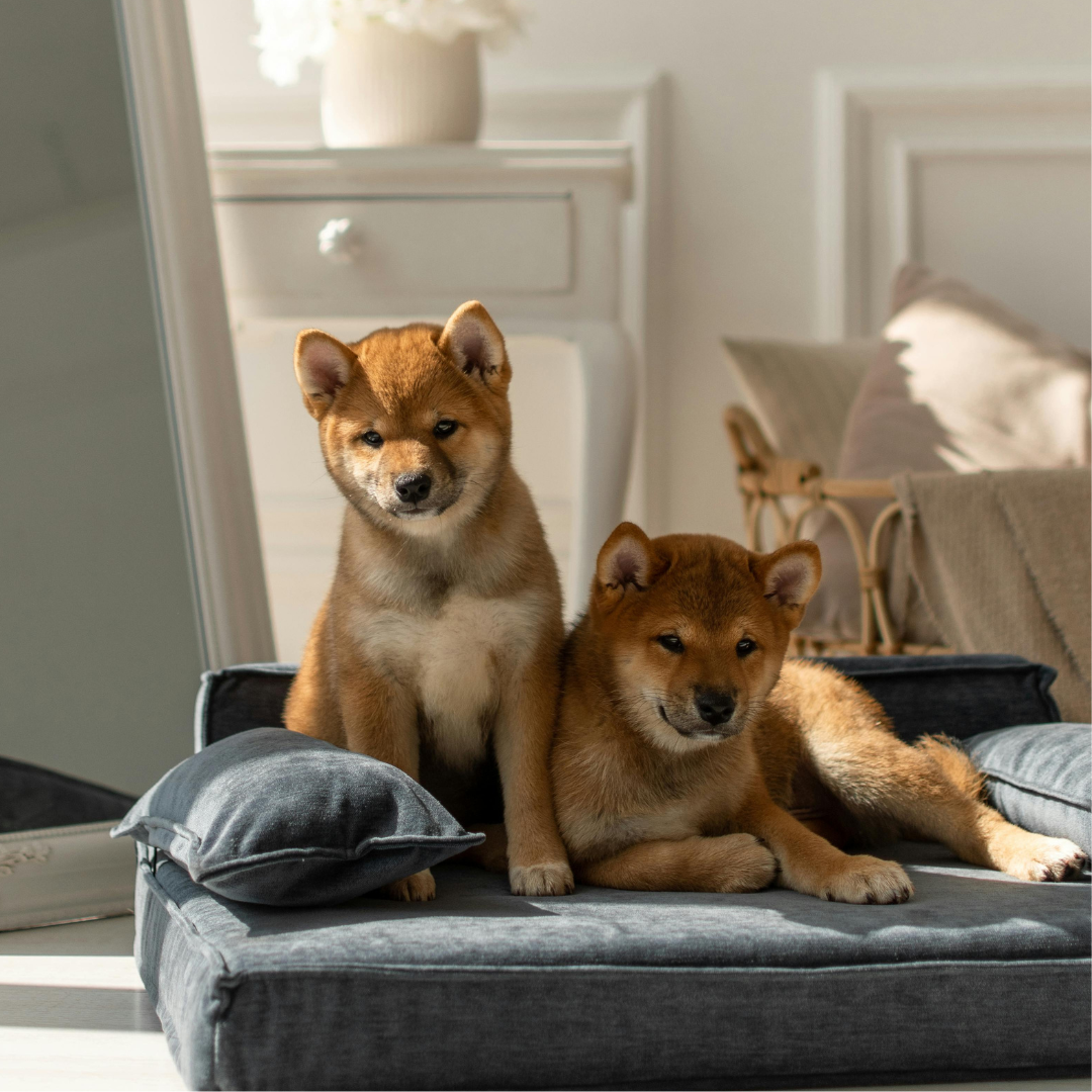 Cozy and stylish pet beds and furniture for cats and dogs