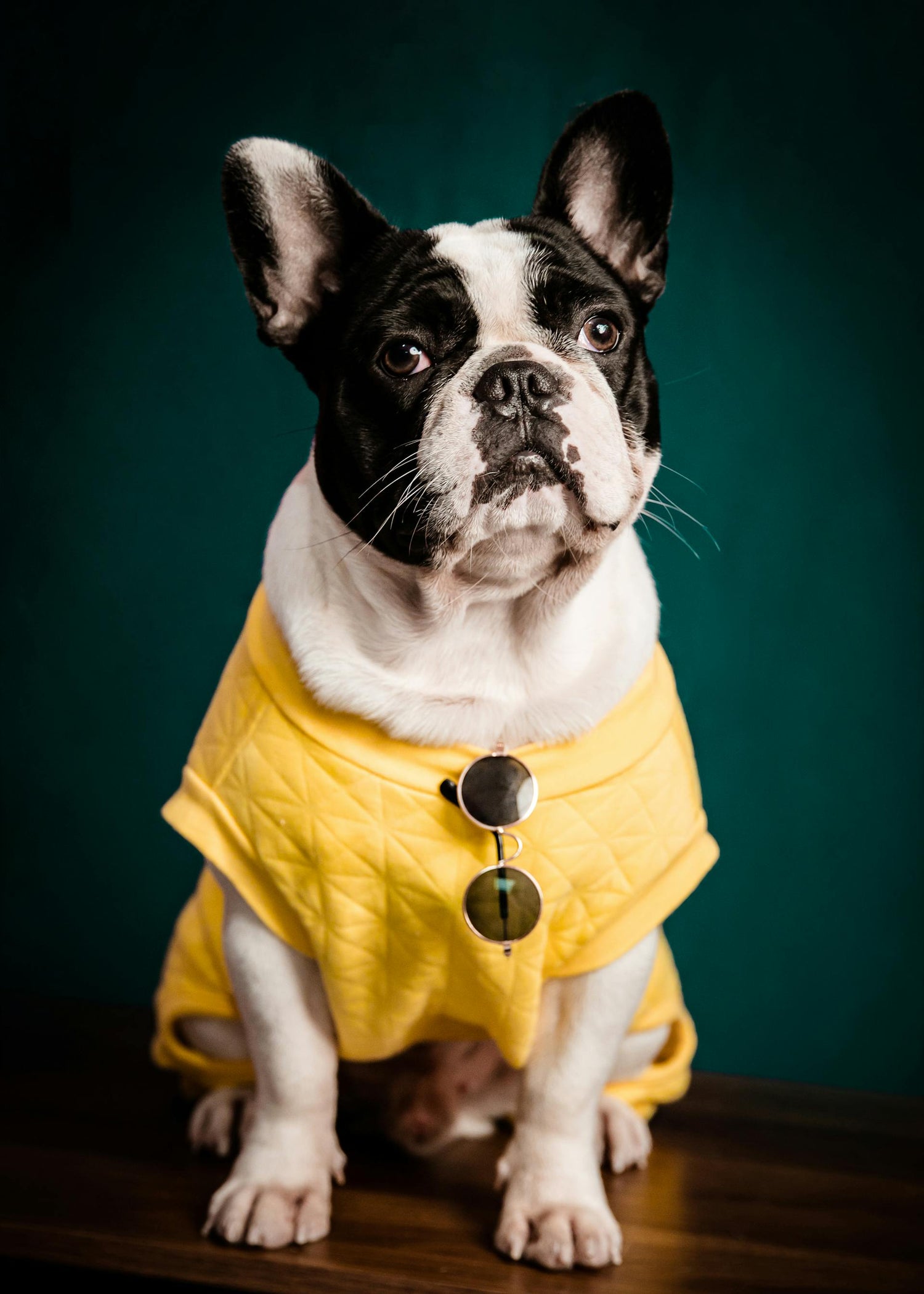 Pet Clothing & Seasonal Gear - CAVAROPET