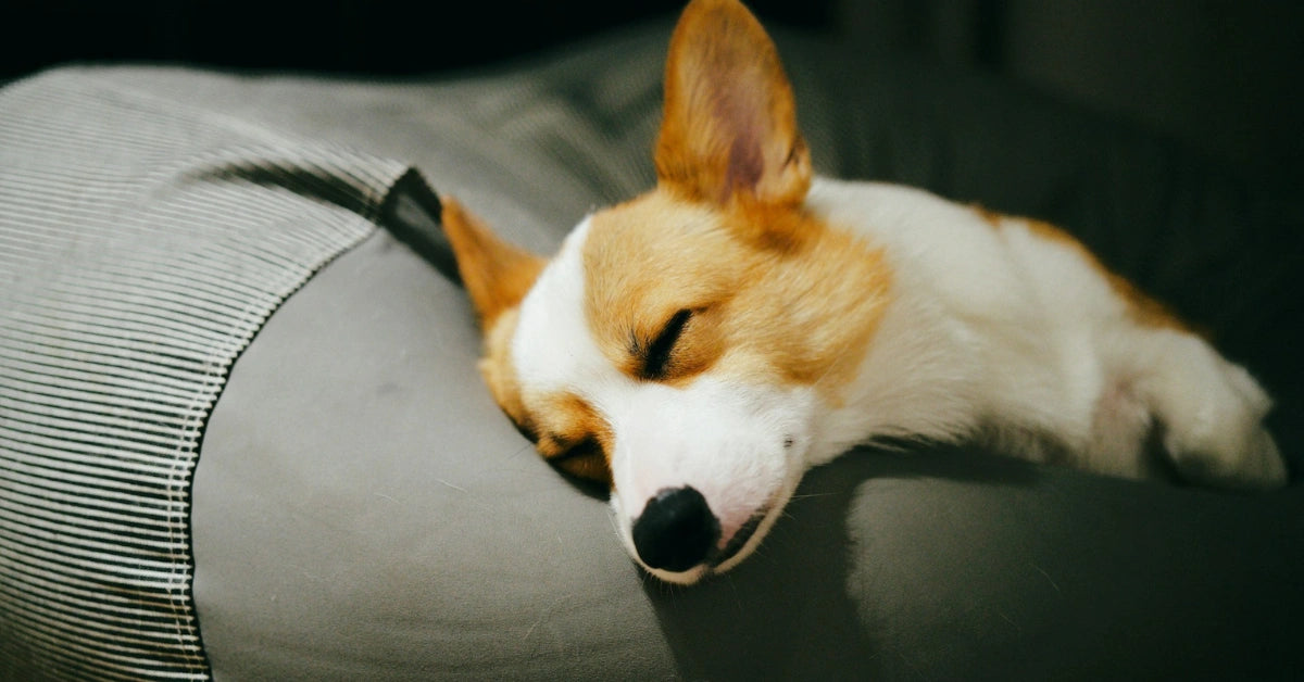 Cavaropet premium pet products