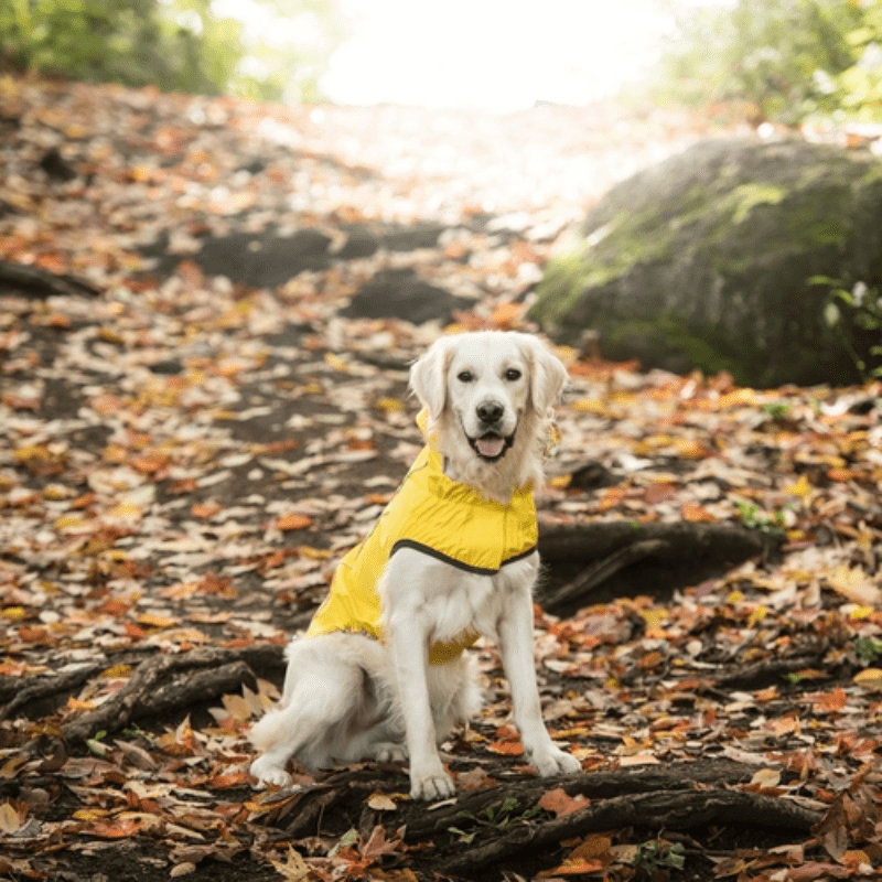 Elasto-Fit waterproof yellow dog raincoat