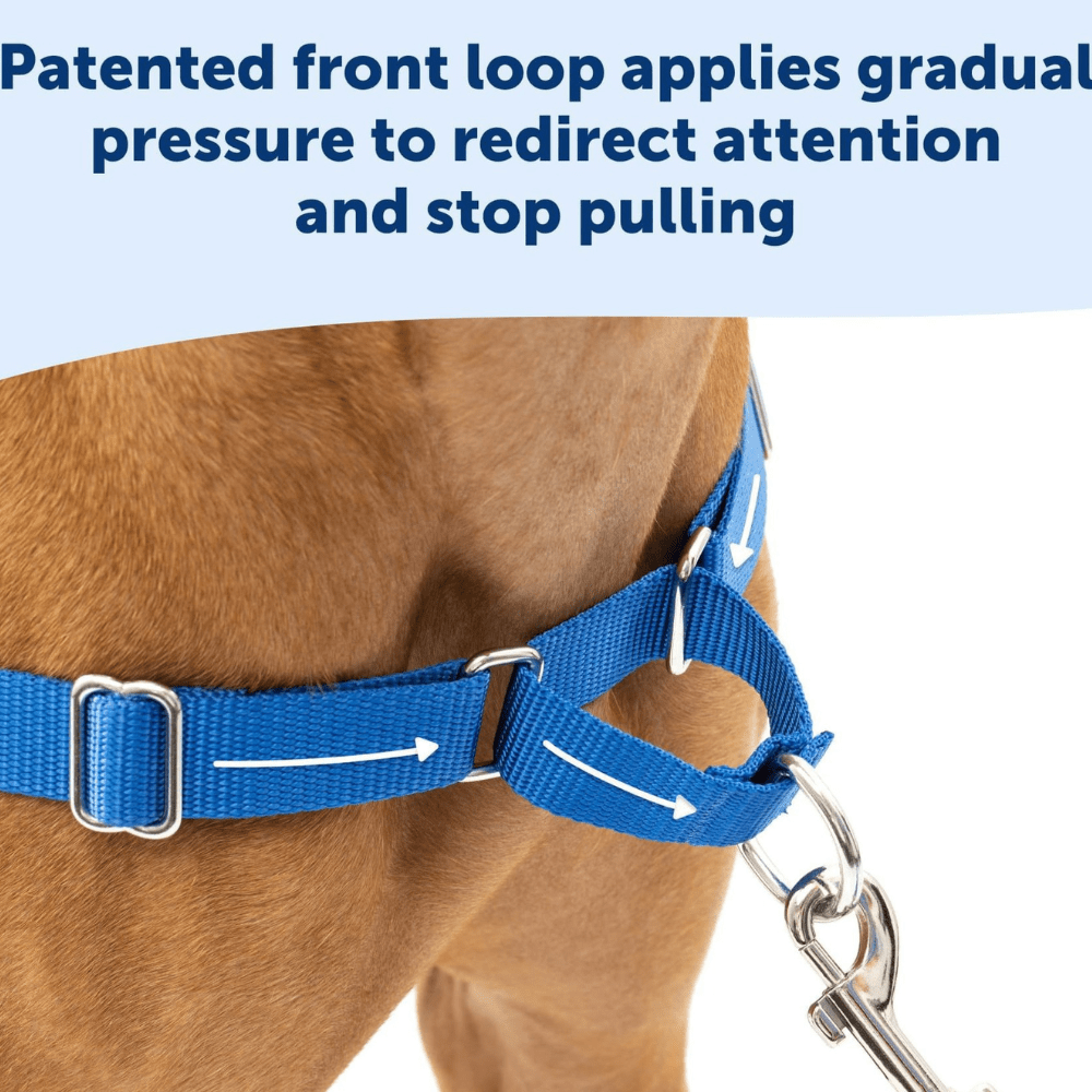 No-pull dog harness front view