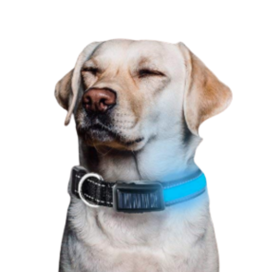 Solar and USB rechargeable LED dog collar