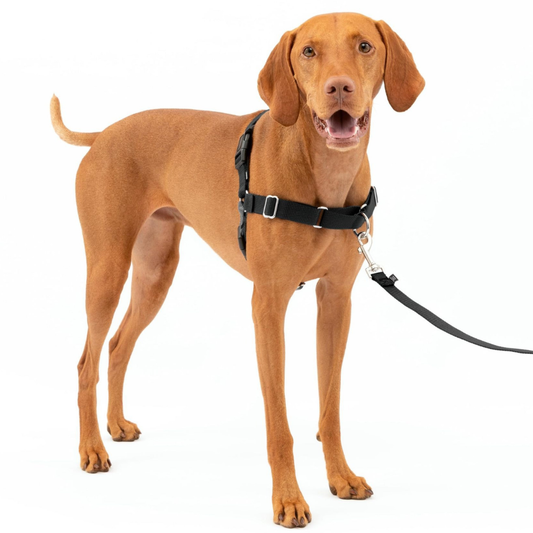No-pull dog harness front view