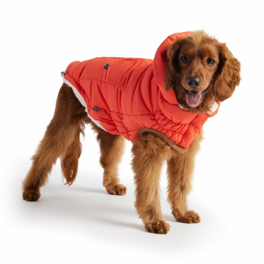Dog wearing GF PET Elasto-FIT Super Puff Parka in orange